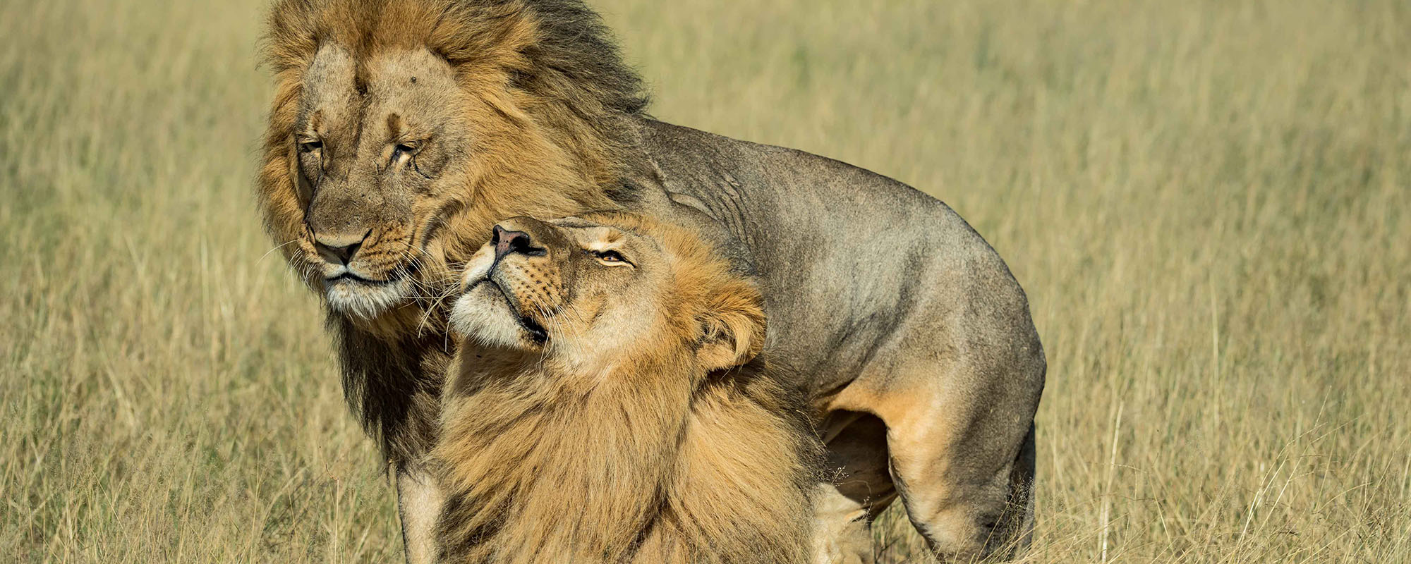 lion in the savannah