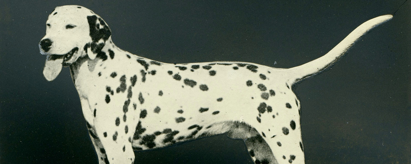 black and white photo of a dalmatian