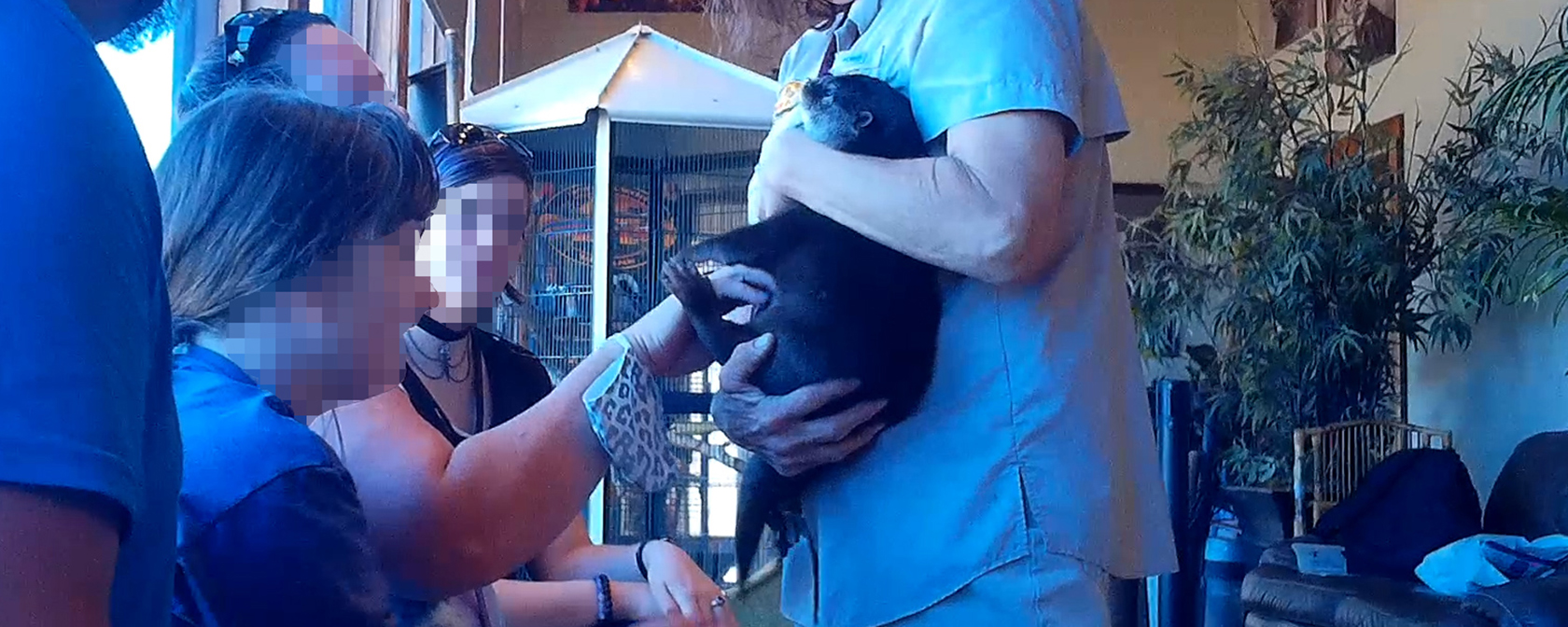 A distressed young otter screams continuously as he is forced to endure public handling 