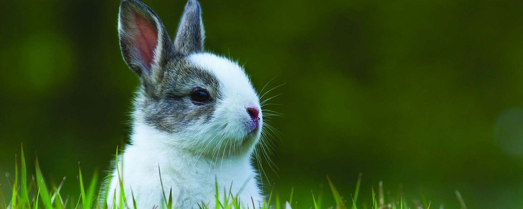 brown and white baby bunny in the grass