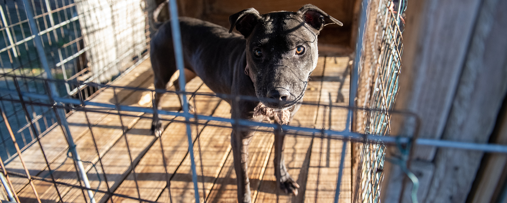 black and white dog in a cage