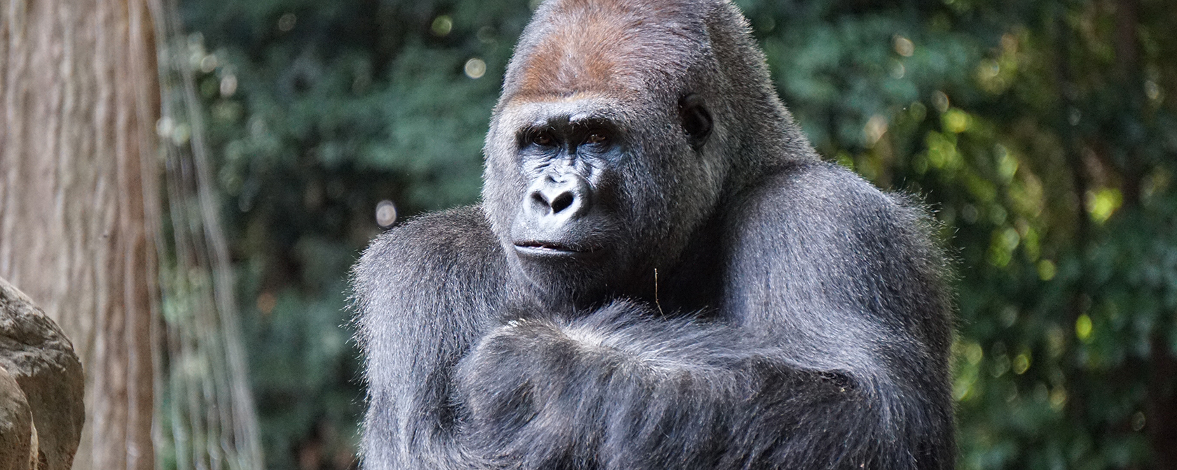 Gorilla sitting by a rock