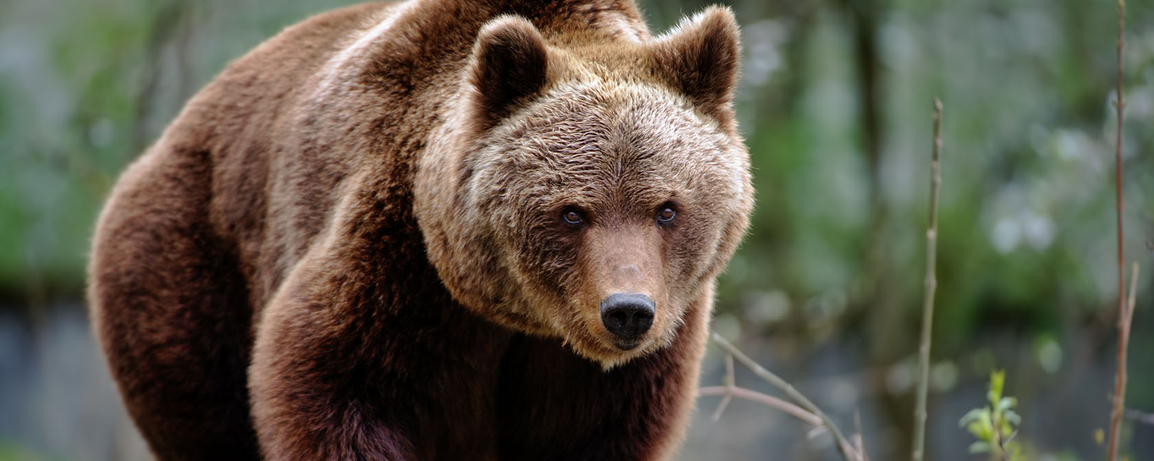 large grizzly bear walking in the forest