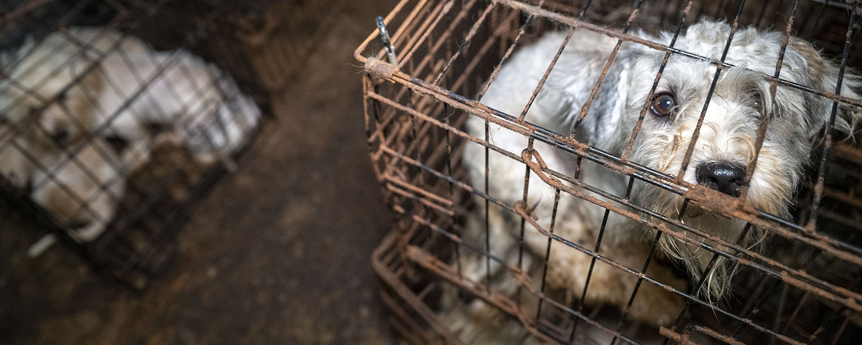 shaggy gray and white dog in a dirty cage looks at the camera