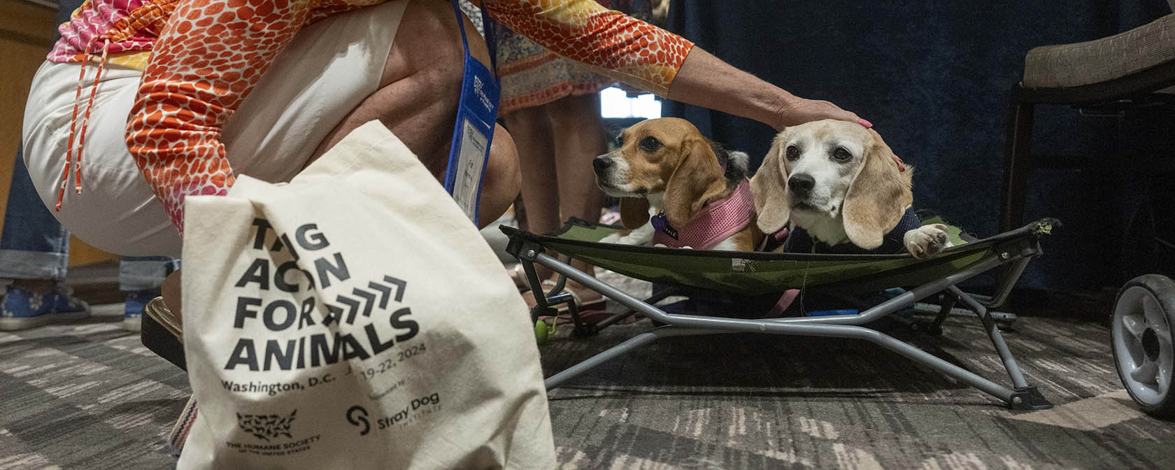 An attendee at TAFA pets two rescue beagles who are lying on the floor