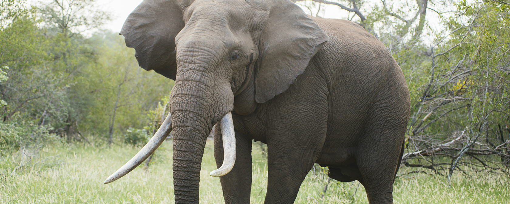 A mature elephant bull with large tusks