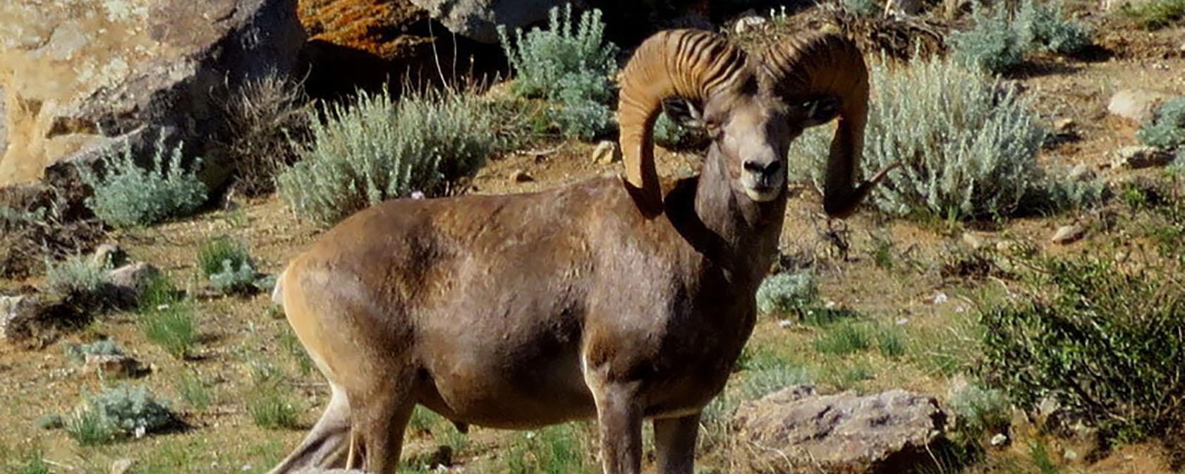 Argali sheep looking at camera