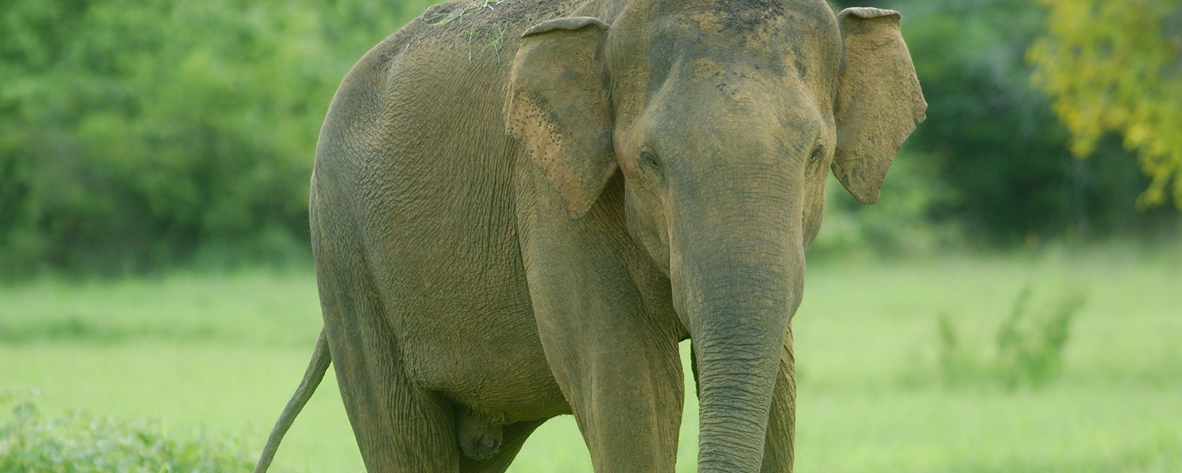 Asian elephant in the grass looking at the camera