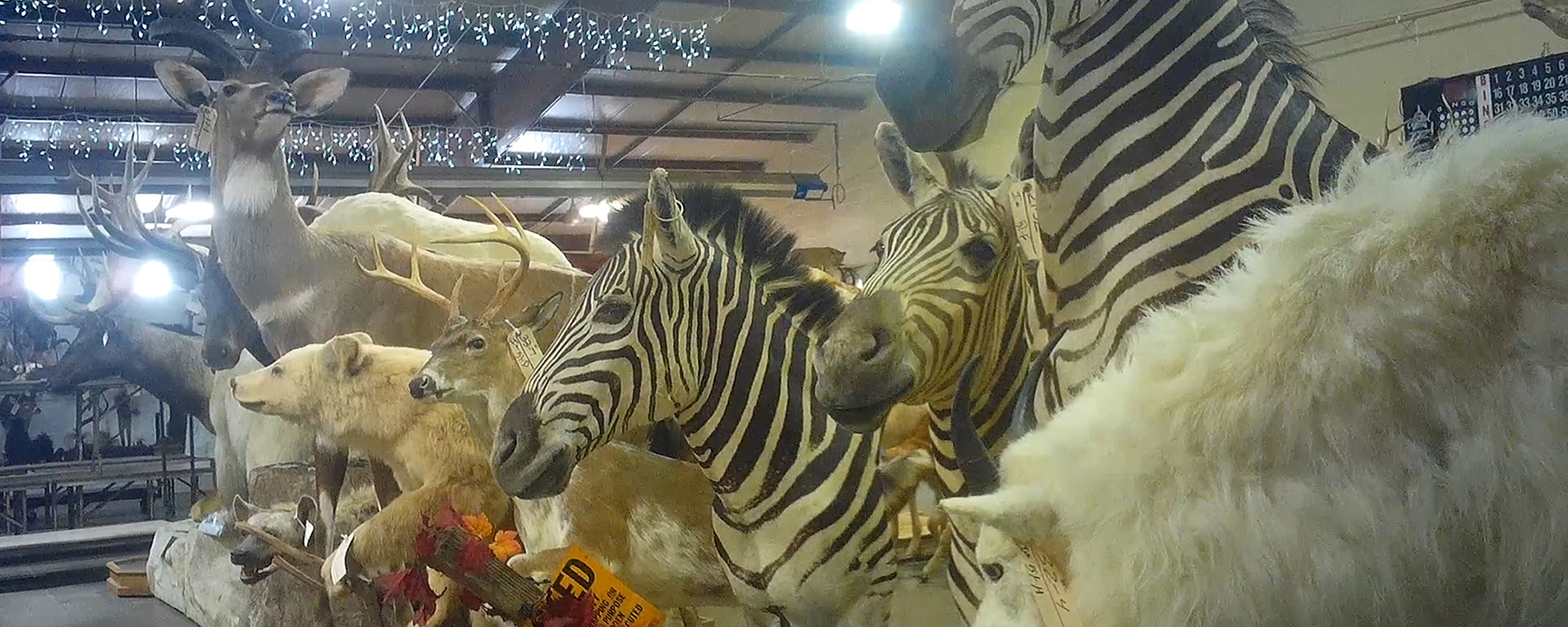 Zebra and other taxidermy for sale at Circle M's fall auction