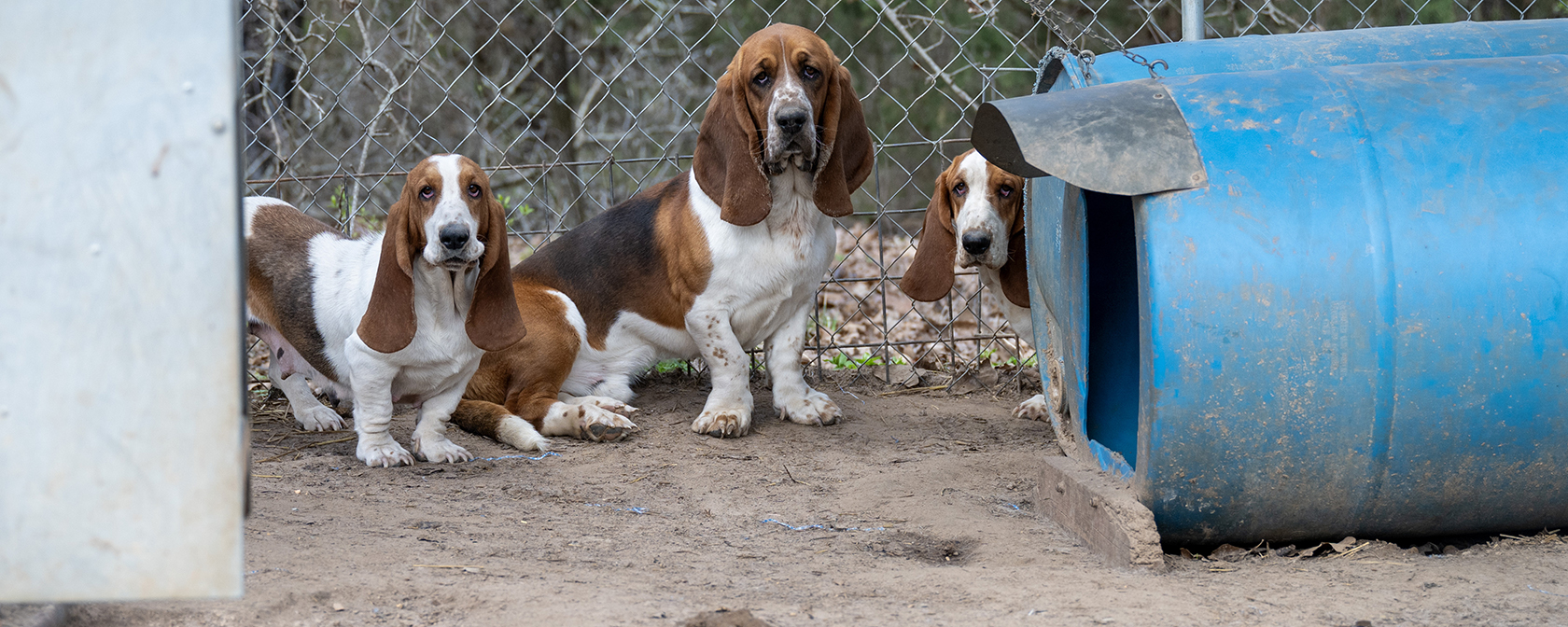 three basset hounds rescued from a puppy mill