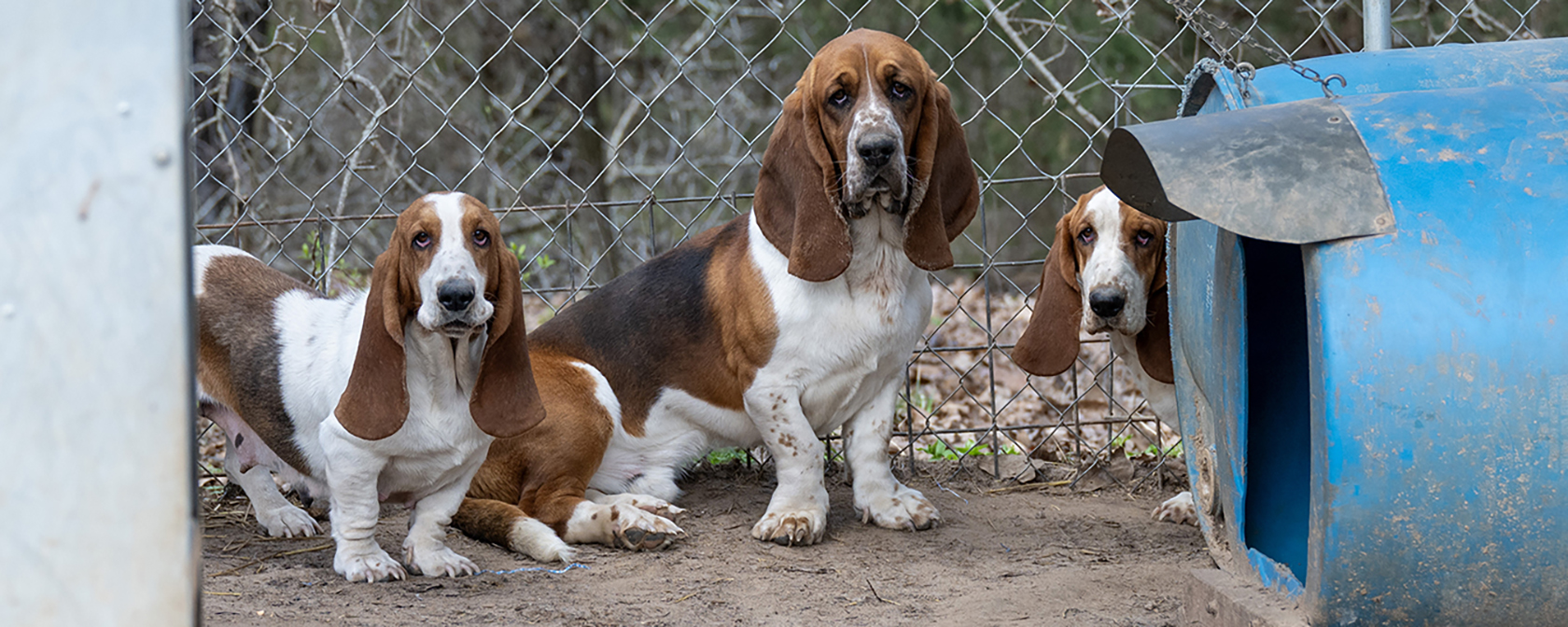 three basset hounds rescued from a puppy mill