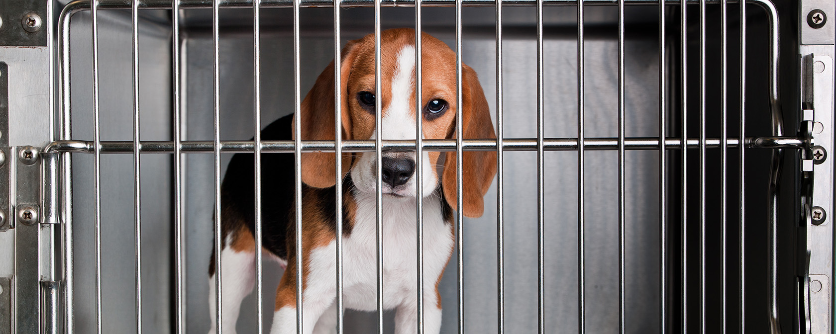 Beagle in kennel at lab