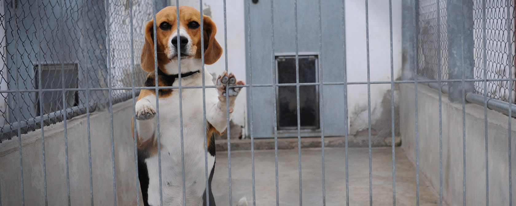 beagle in an outdoor kennel