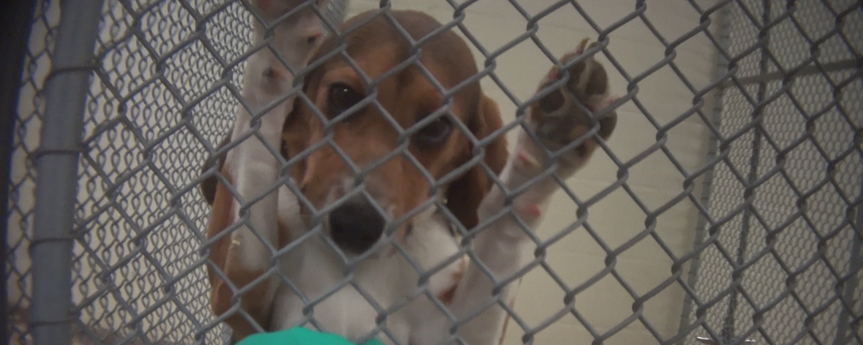 Beagle in kennel at lab