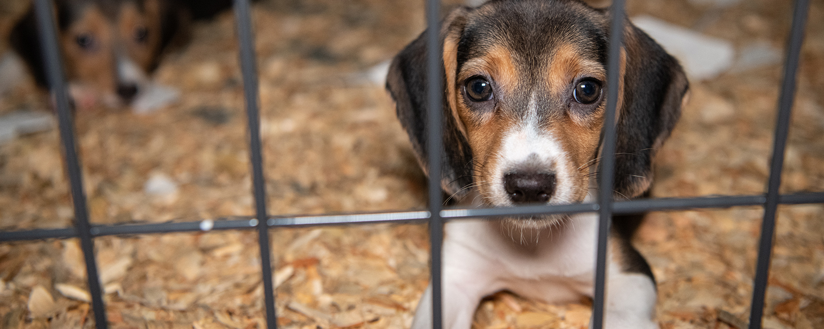 Beagle puppy looks at camera while sitting in a cage