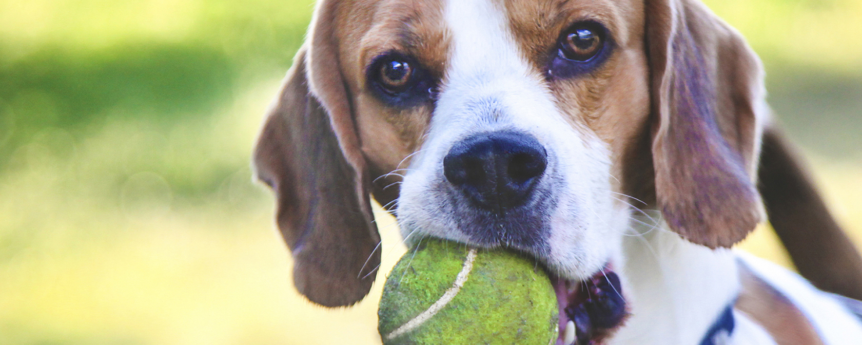 Beagle with tennis ball in mouth