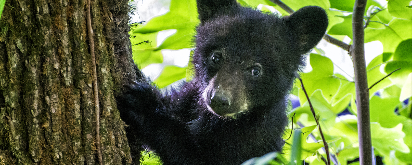 Wild black bear cub climbs a tree with his mom watching from below