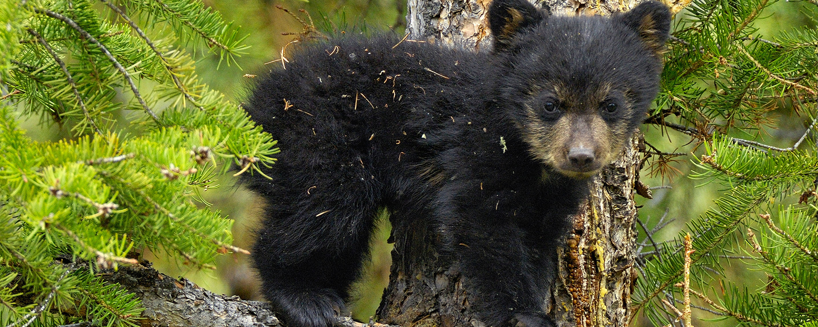 black bear cub in a tree