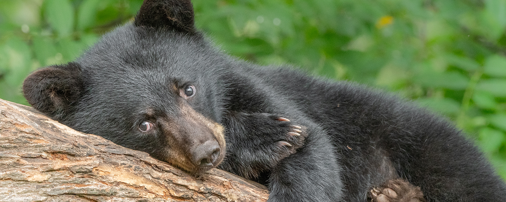 young black bear in a tree