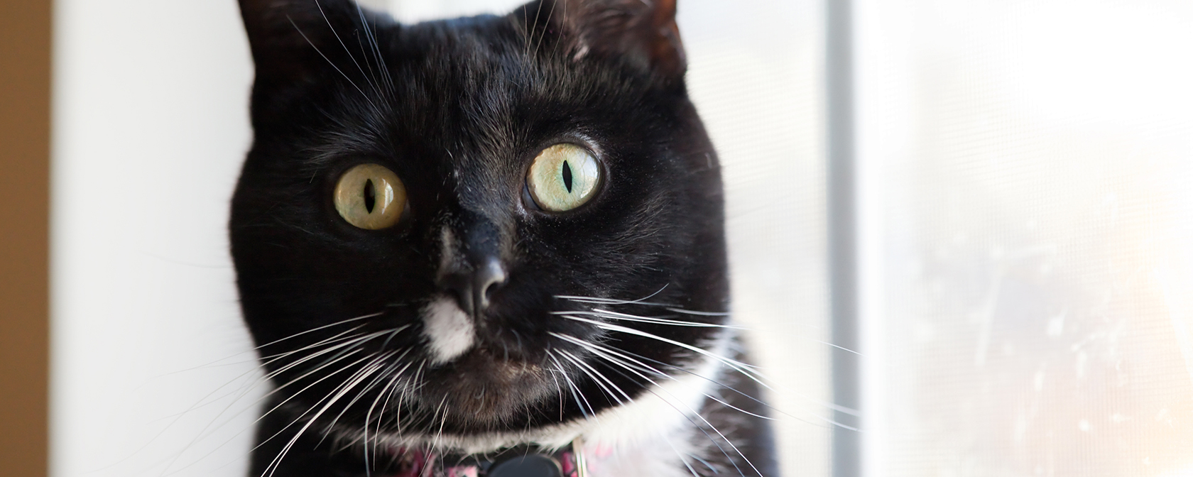black and white cat looking into the camera