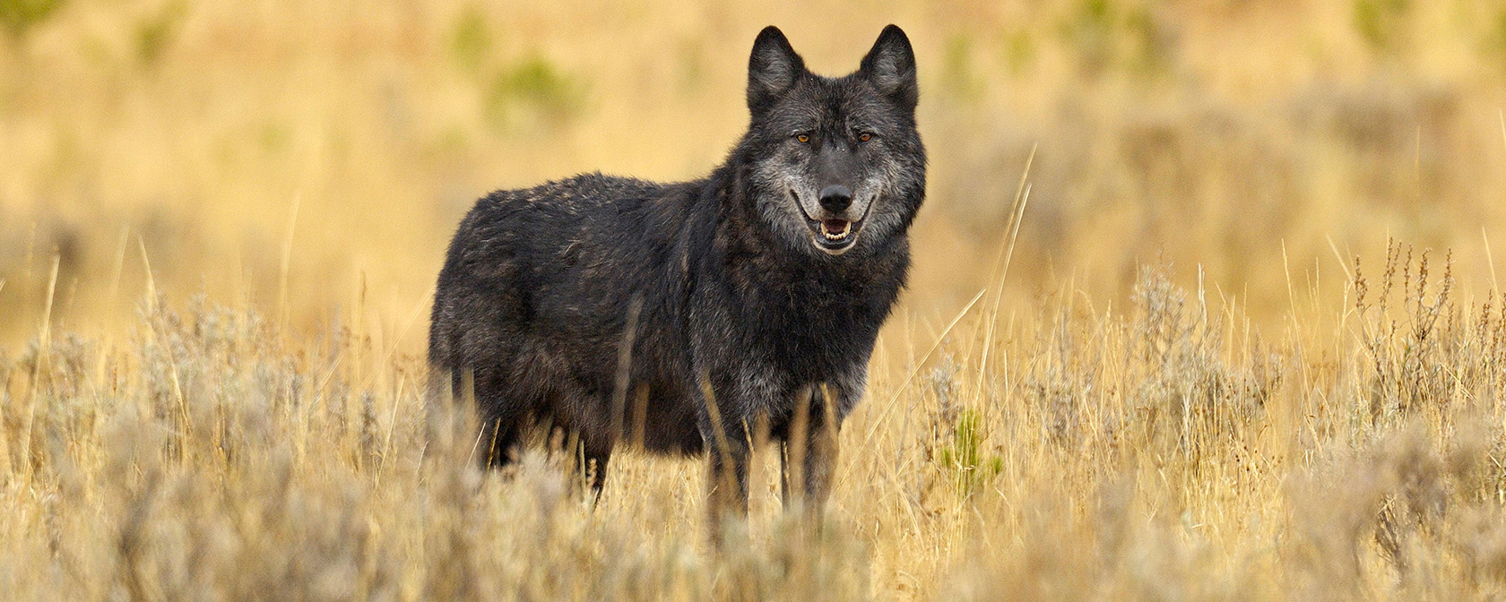 black wolf standing in a prairie looking at the camera