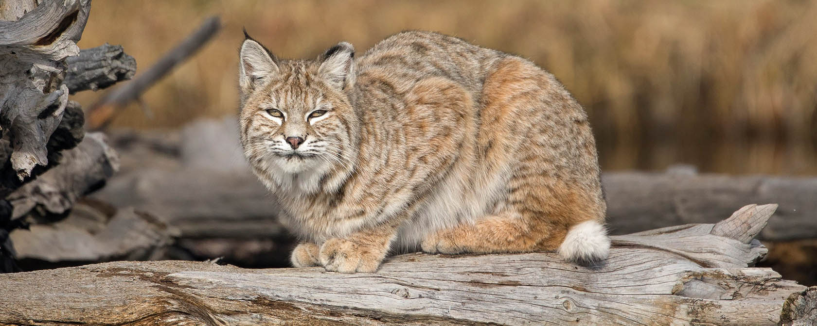 Wild bobcat resting on a log along the Madison River in West Yellowstone.