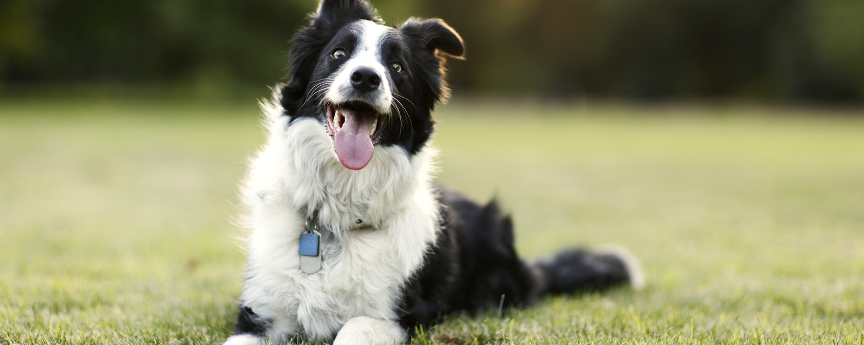 black and white border collie sitting in the grass