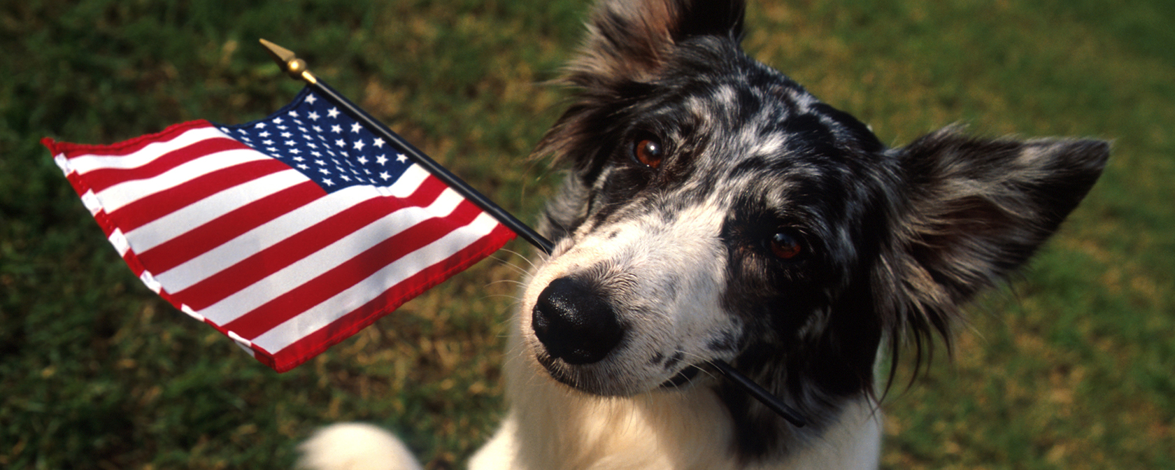 border collie holding a flag looking at the camera