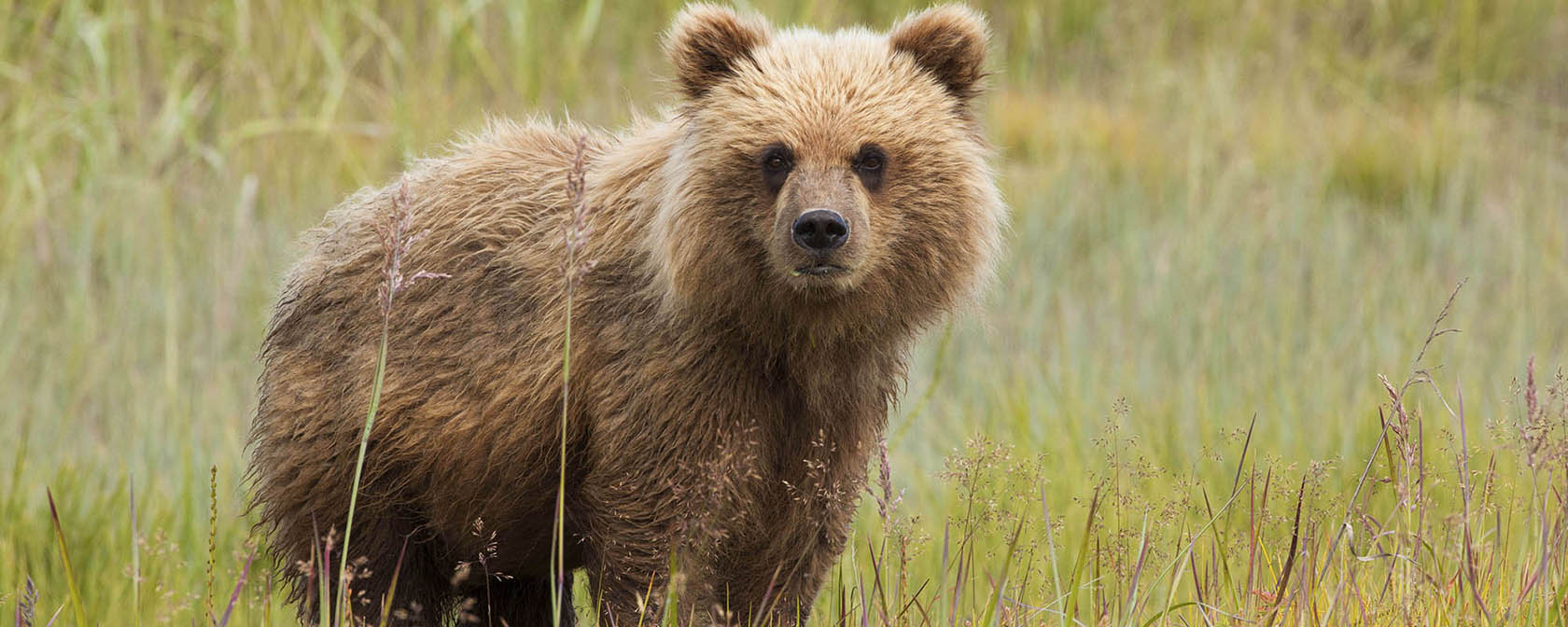 brown bear cub looking into camera