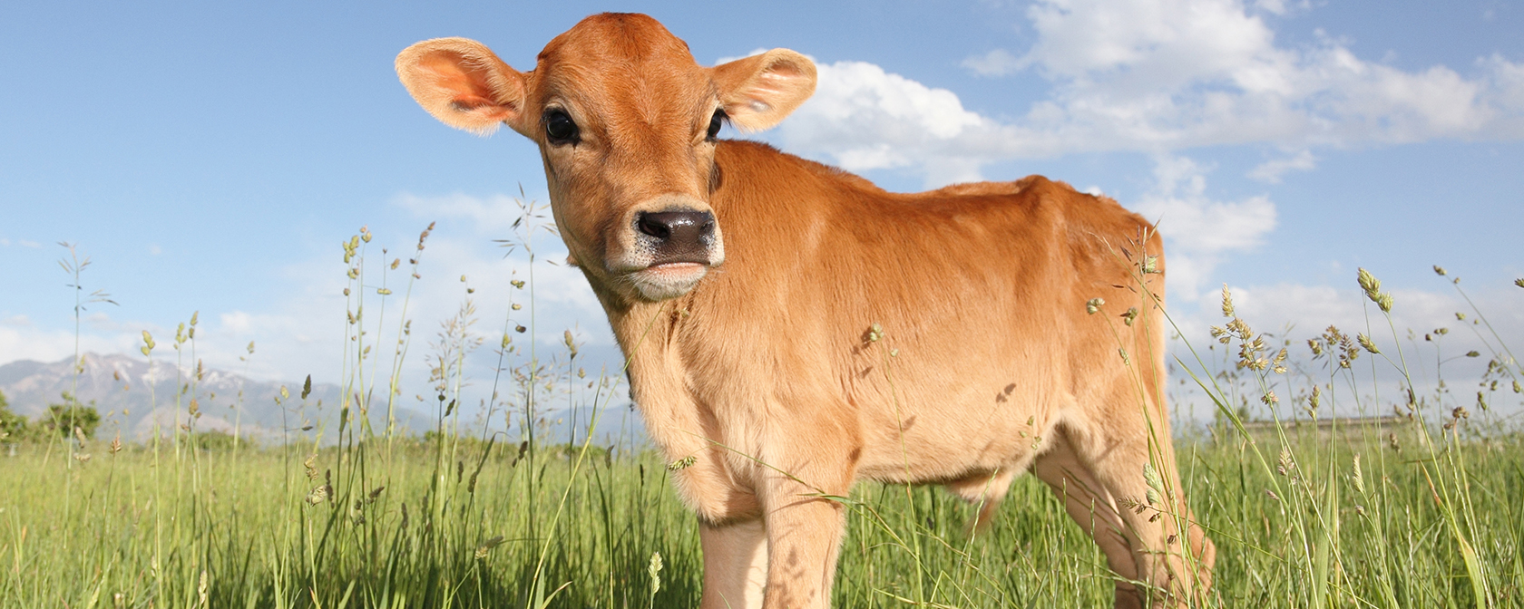 A baby calf standing in a meadow during the day