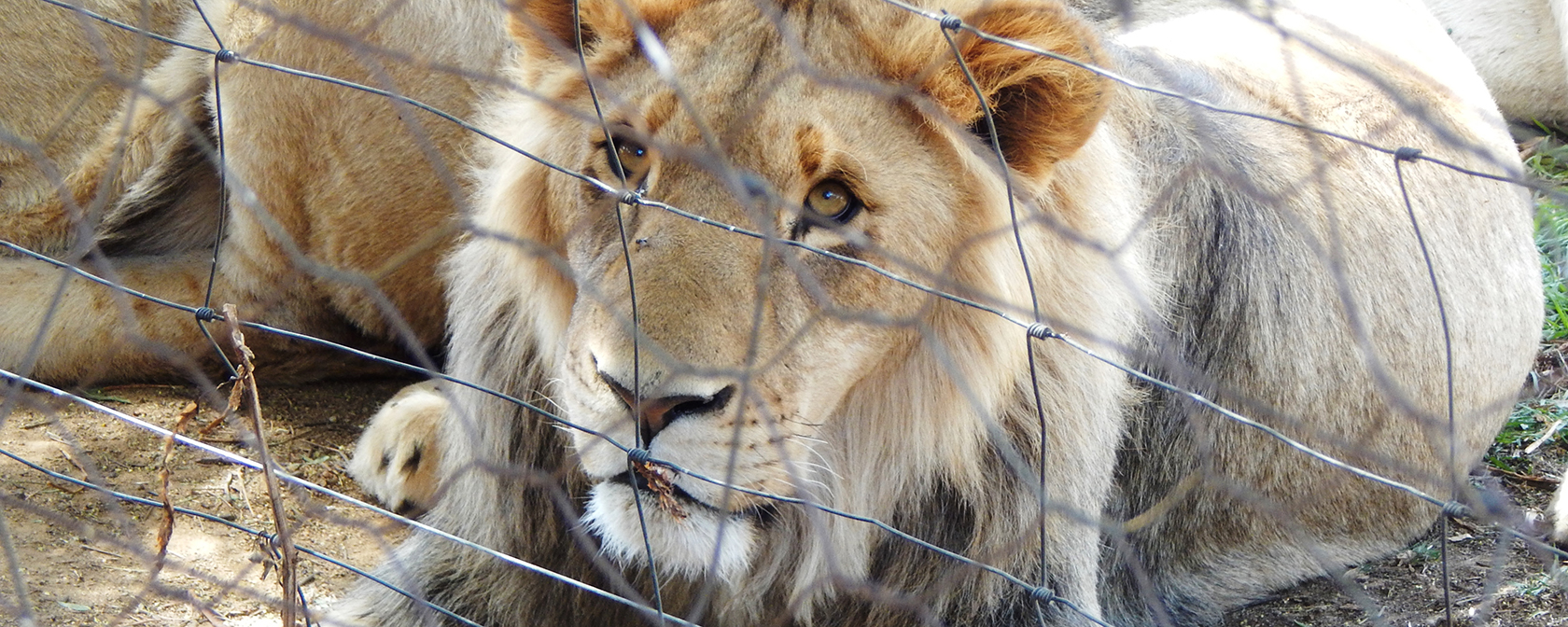 Lions in a cub-petting facility in Free State, South Africa.