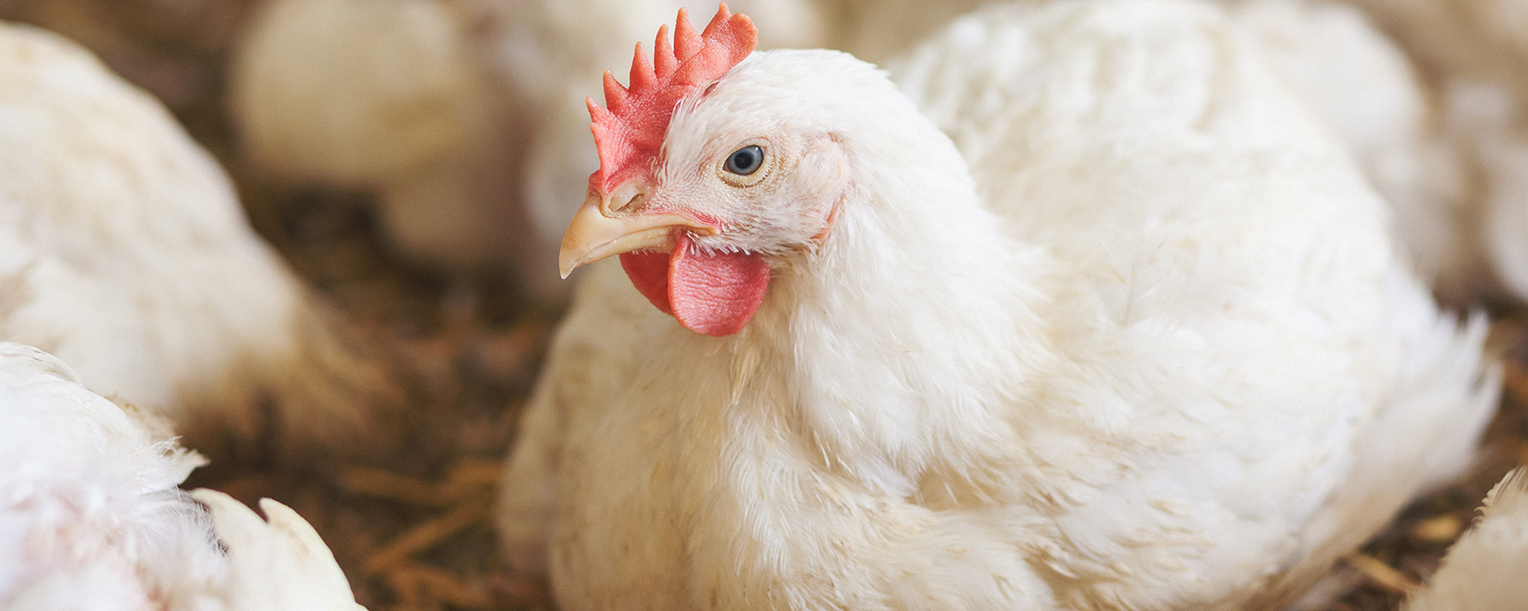 white hen sitting down