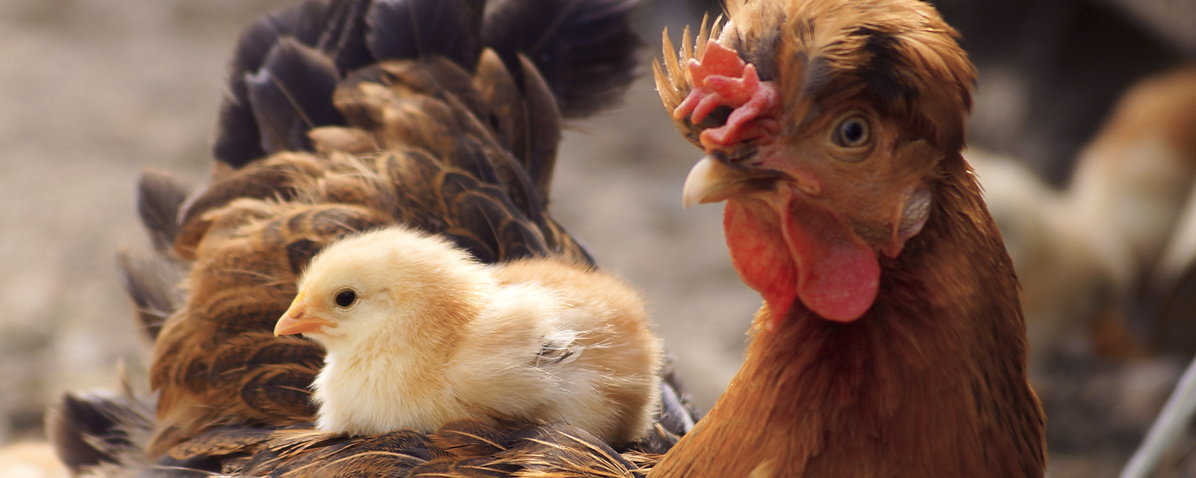 a red chicken with a yellow chick on her back