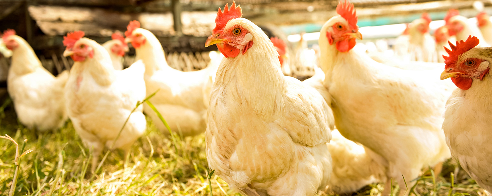 white hens sitting down