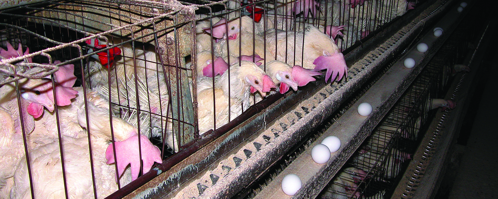 chickens in battery cages