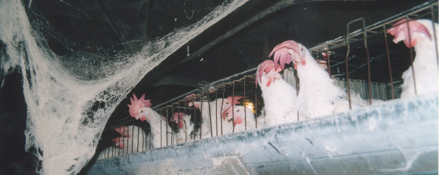 chickens in battery cages