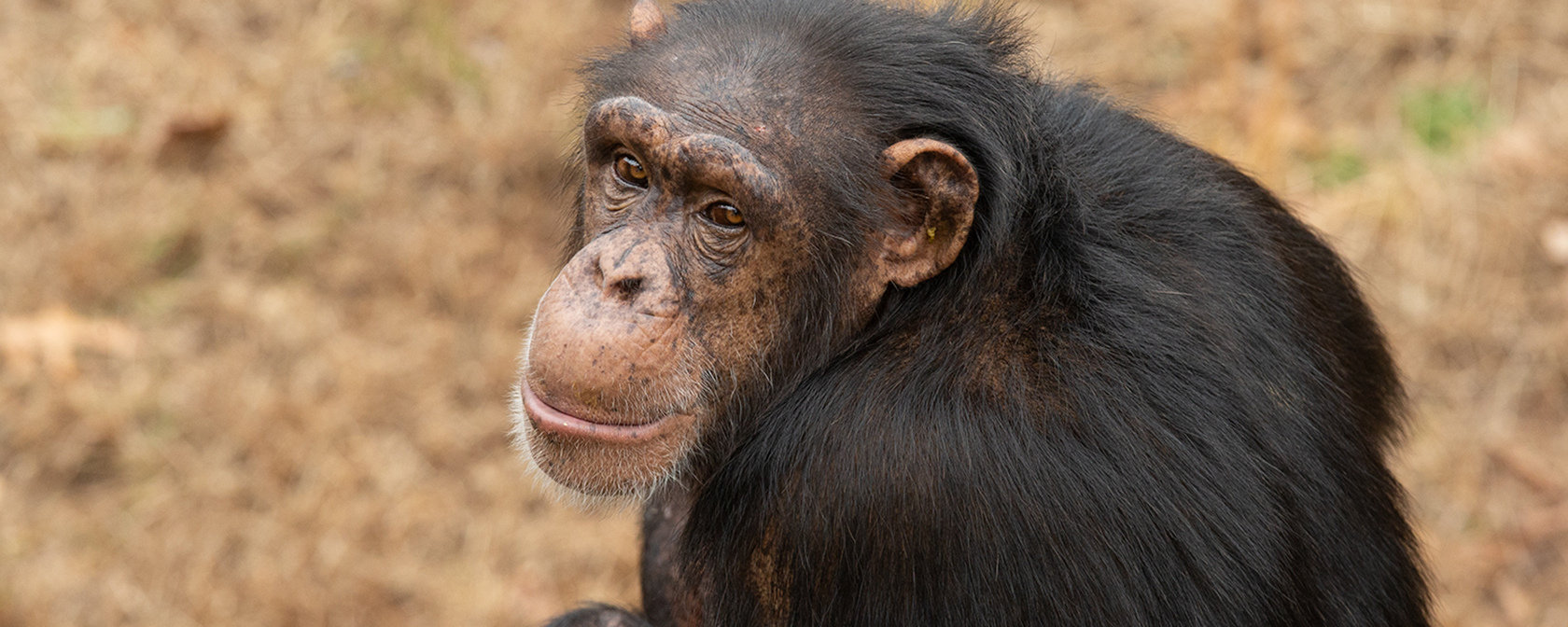 chimp looking over its back