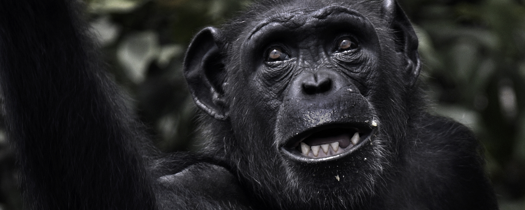 chimp looking at the camera