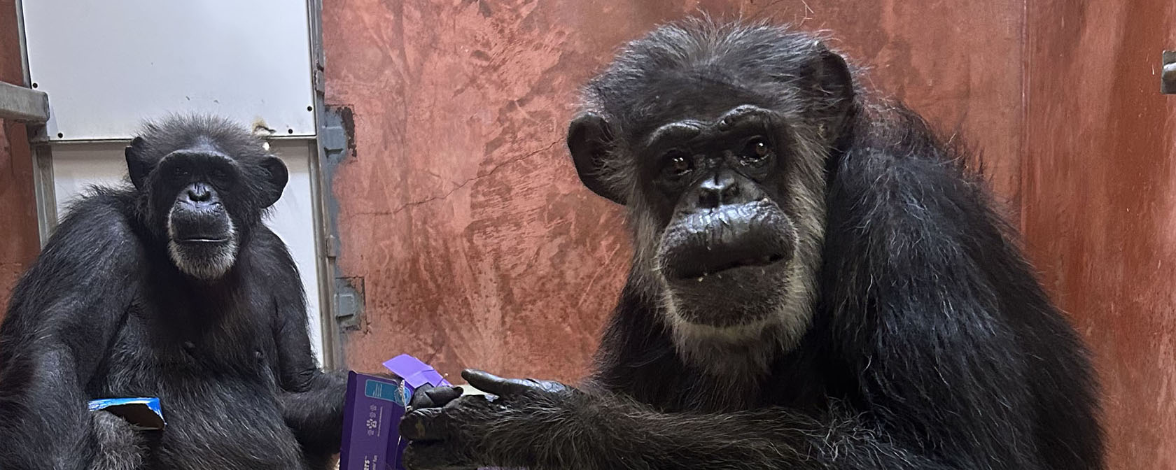 two chimps looking at the camera