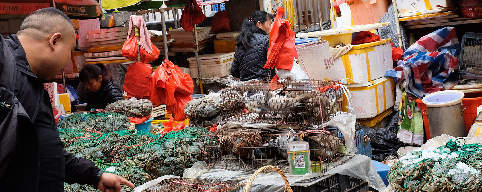 Live birds and eggs for sale at a market in Xiamen (Amoy), China