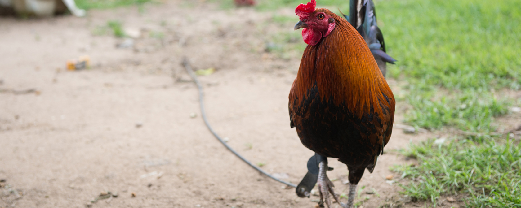 rooster used for fighting chained up