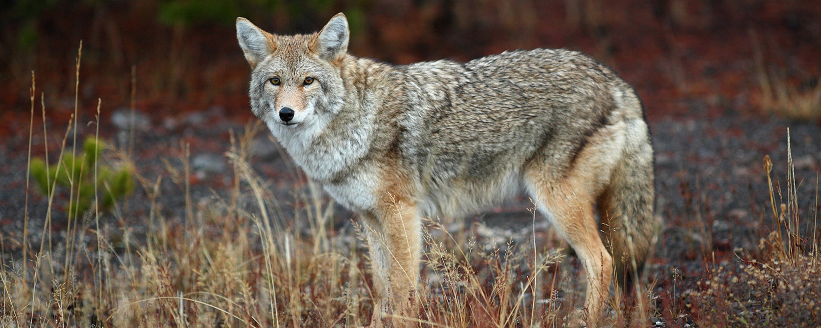 coyote looking at the camera