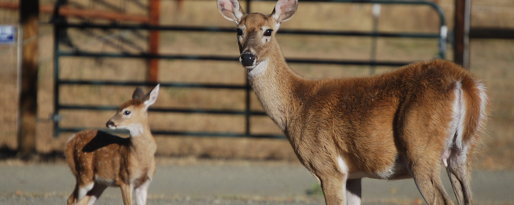 A doe and a fawn by a fence