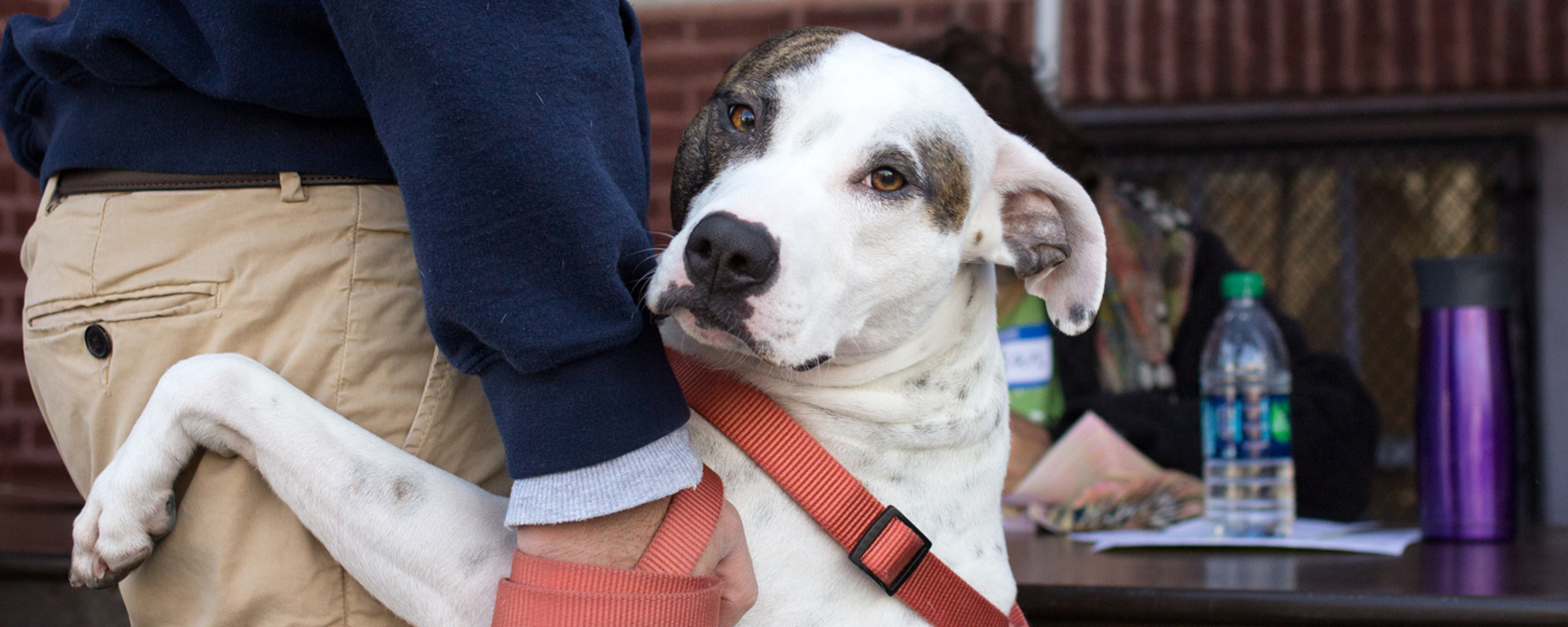 brown and white dog standing up and holding on to their owner as they look at the camera