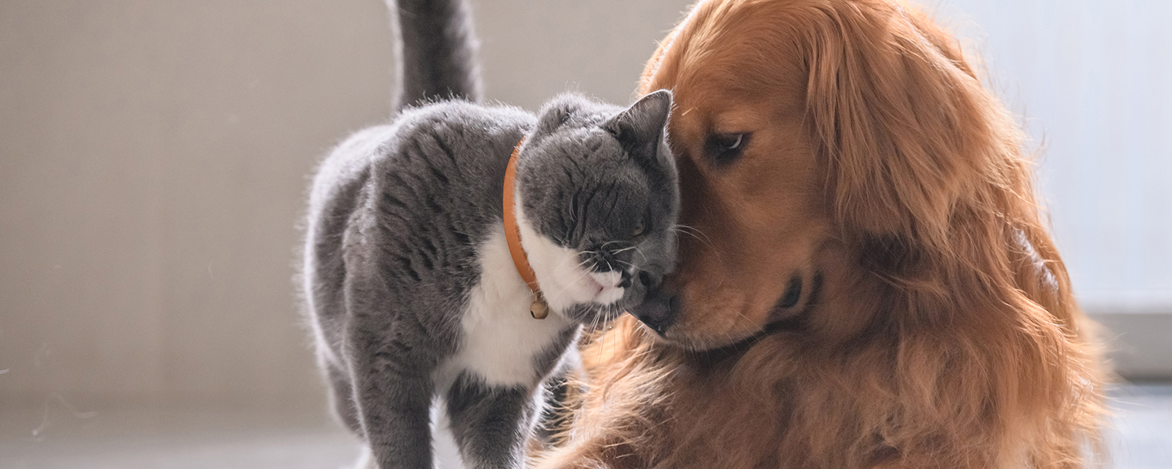 gray cat and red dog snuggling