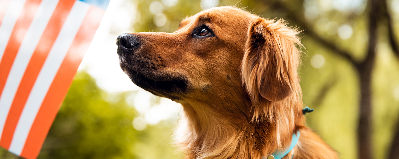 Red dog sitting and looking to American flag