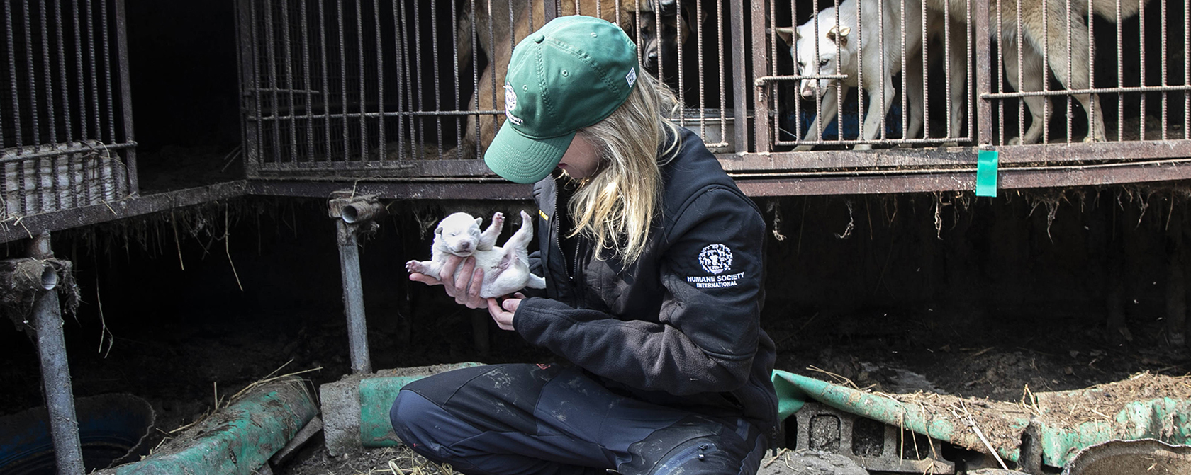 HSI worker holding a tiny puppy on a dog meat form