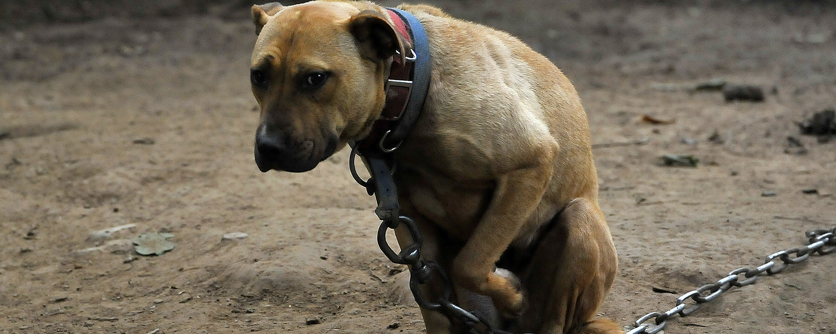 sad dog on a chain