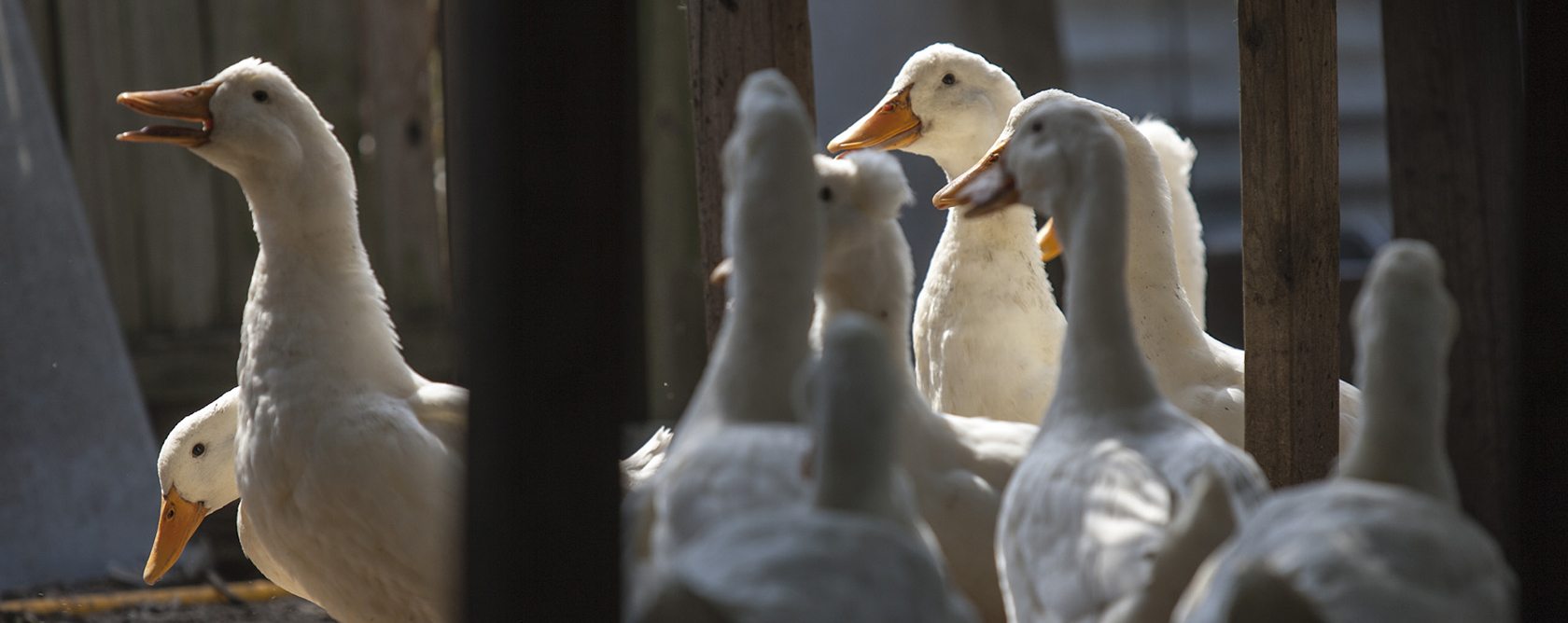 flock of white domestic geese