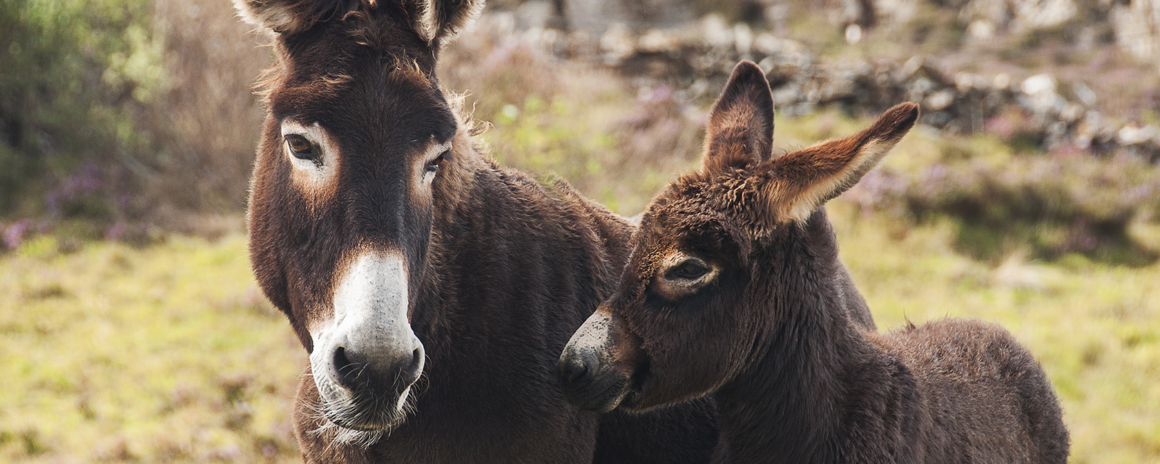 Mother and baby donkey in a field